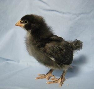 23216_2010-3-10_dominique_pullet.jpg