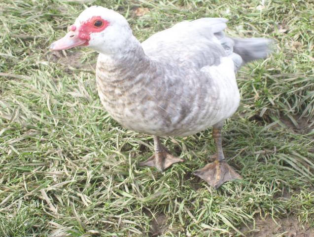23229_000_0360.jpg