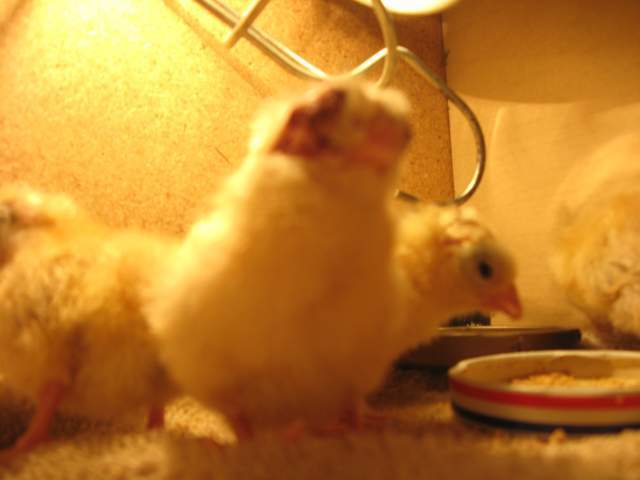 23256_img_1715.jpg