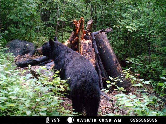 23266_bear_2010_006.jpg