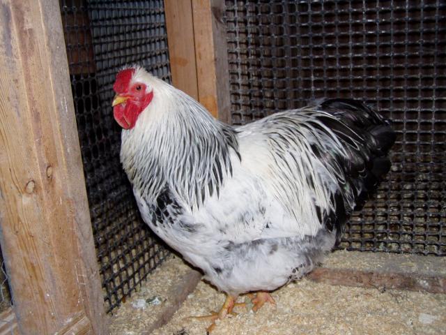 23266_chickens_055.jpg