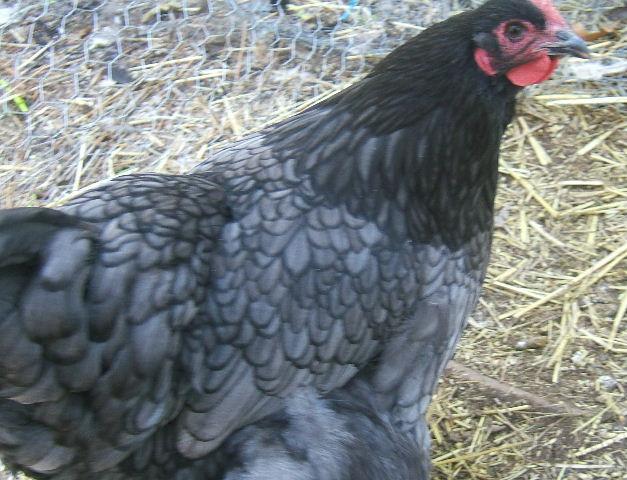 23286_2009_1021chicks0063.jpg