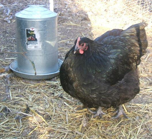 23286_2009_1023chicks0024.jpg