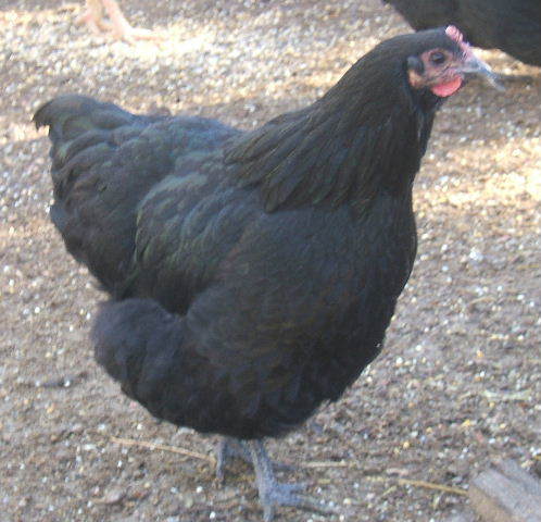 23286_pullet_k.jpg
