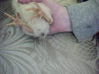 23298_img000010.jpg