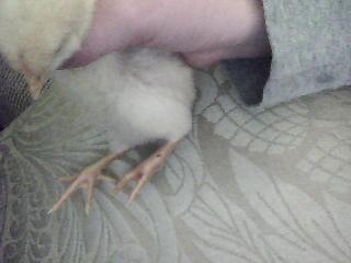 23298_img000011.jpg