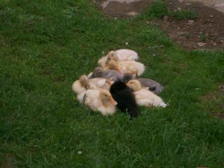 23298_sleepy_duckies.jpg