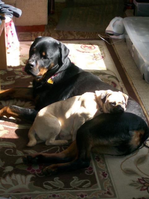 23298_snuggling.jpg
