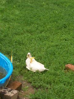 23298_upside_down_duck.jpg
