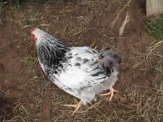 23347_tail-less_rooster_010.jpg