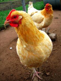 23347_two_hens.jpg