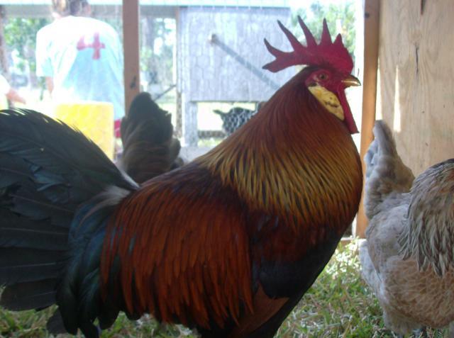 23381_chickens09_020.jpg