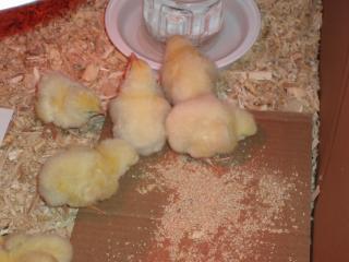 23393_chickens_002.jpg