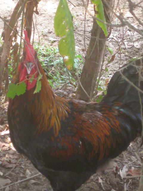 23407_072.jpg