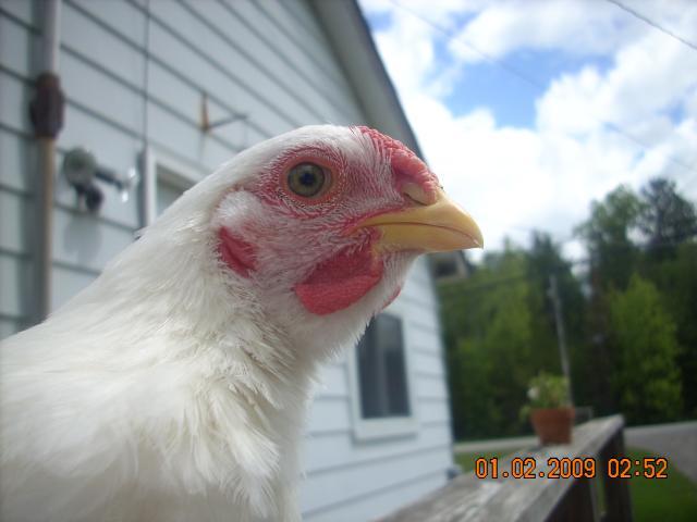 23434_oj1ergjkvdfv_004.jpg
