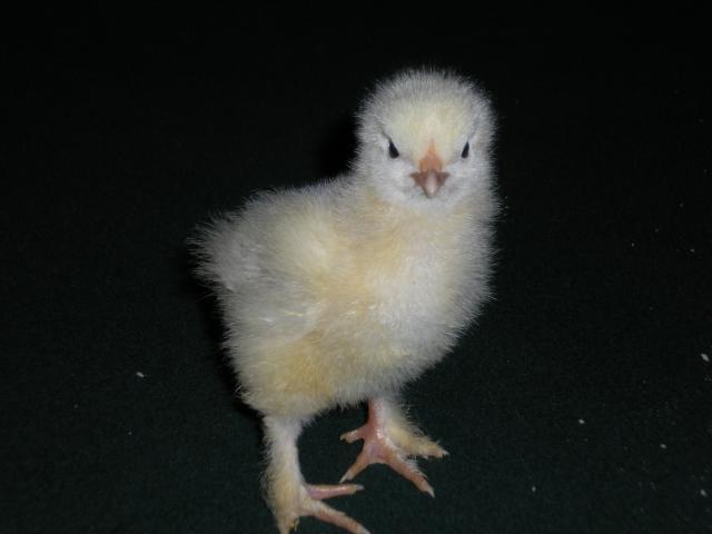 23468_chicks009.jpg