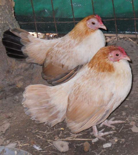 23510_chickens_1_and_2.jpg