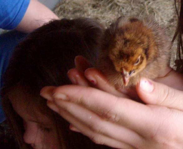 23530_picture_381.jpg