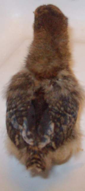23530_picture_391.jpg