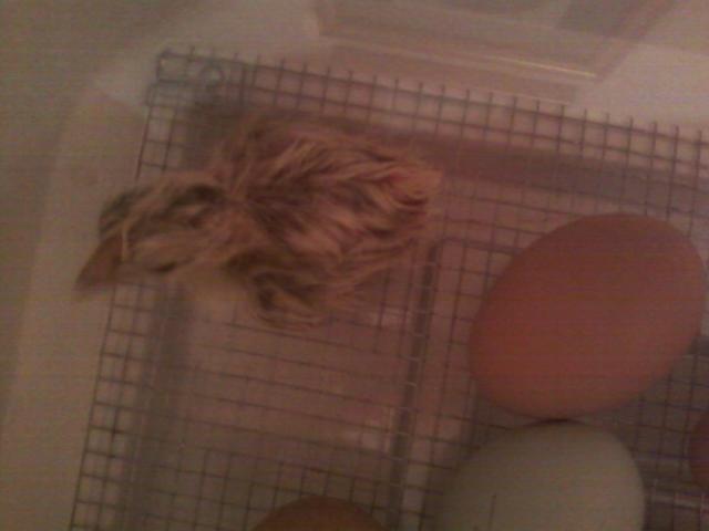 23535_first_chick.jpg