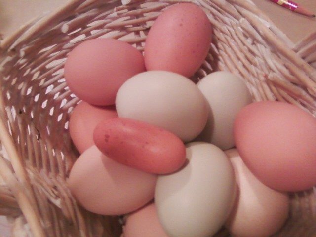 23535_weird_egg.jpg