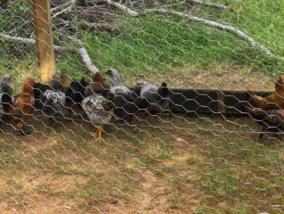 23574_chicken_coops_002.jpg