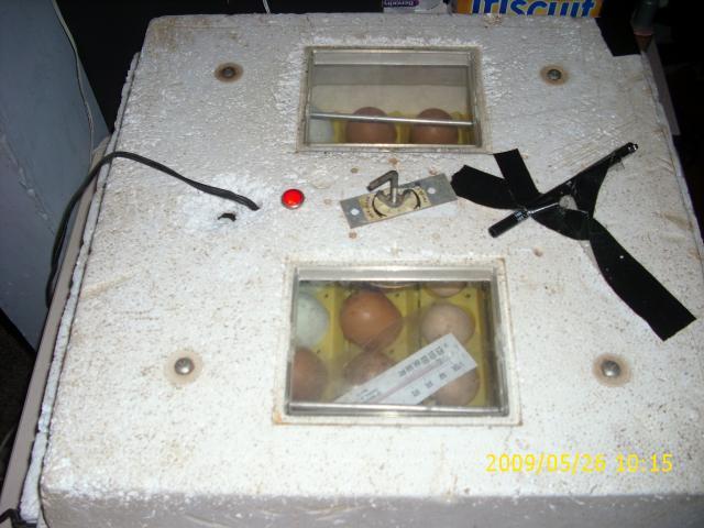 23574_chicken_incubator_003.jpg