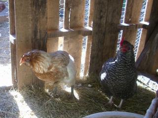 23574_chickensfeb2011_024.jpg
