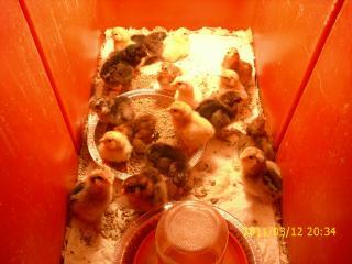 23574_chicks2_019.jpg