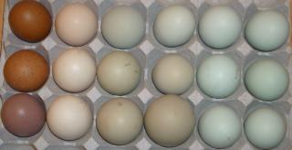 23574_eggs_006.jpg