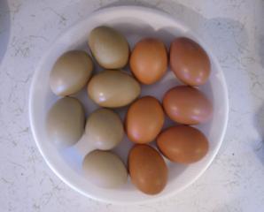 23574_f1f2olive.jpg