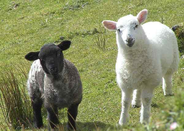 23577_4737304_black_and_white_sheep-600.jpg