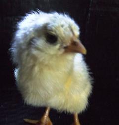 23577_araucana1.jpg