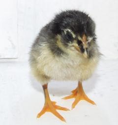 23577_aussie1.jpg