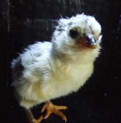 23577_lavender1.jpg
