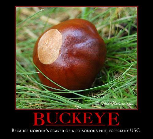 23598_buckeye.jpg