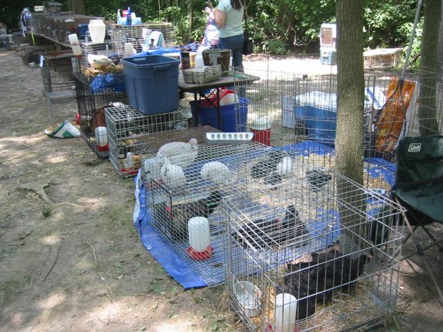 23598_byc_chickenstock_2010_018.jpg