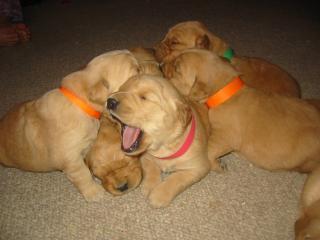 23598_new_puppies_032.jpg