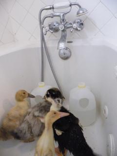 23623_2010-0427_019.jpg