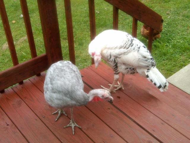 23665_porchturkeys.jpg