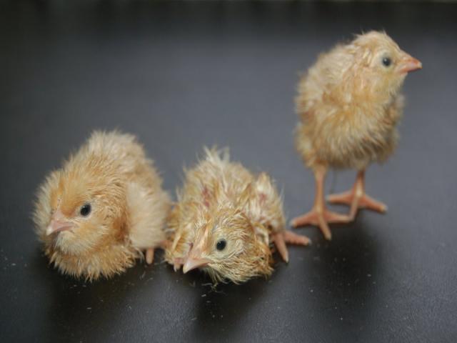 23666_chicks_001.jpg