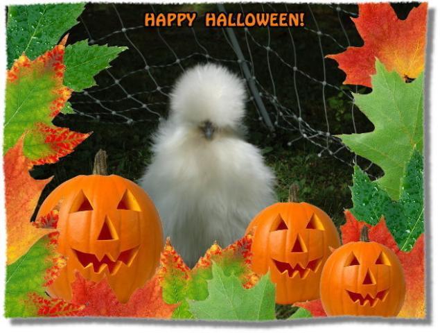 23666_happyhalloweensilkie.jpg