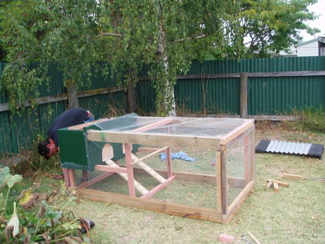 23676_chooks_019.jpg