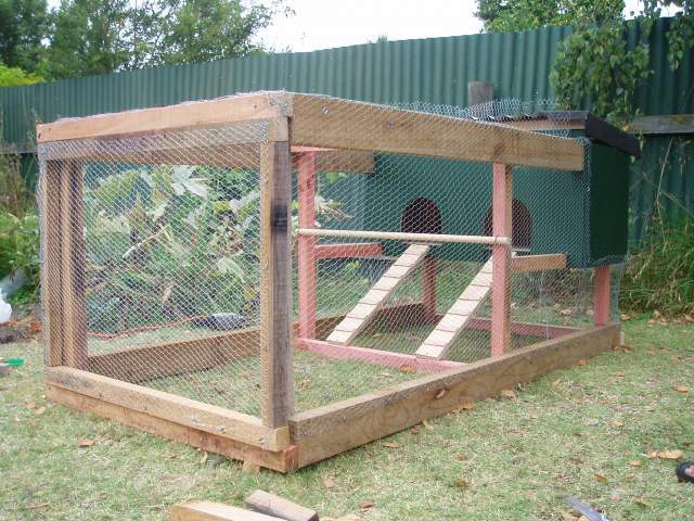 23676_chooks_021.jpg
