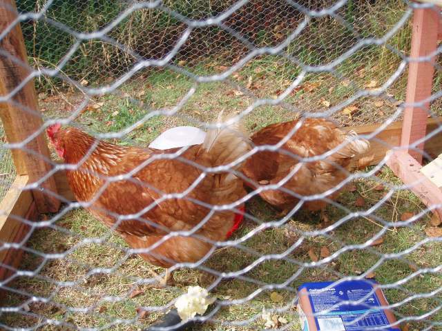 23676_chooks_028.jpg