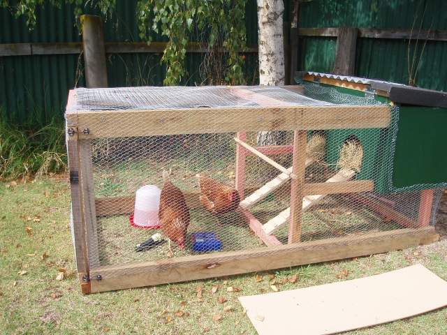 23676_chooks_030.jpg