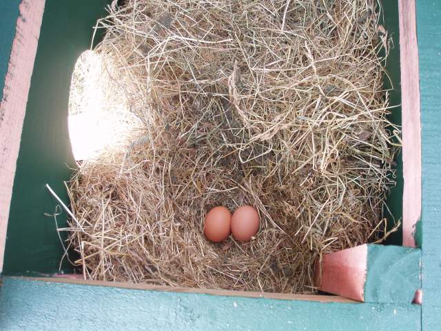 23676_chooks_035.jpg