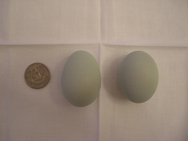 23722_eggies_and_dresses_073.jpg