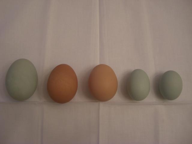 23722_eggies_and_dresses_077.jpg