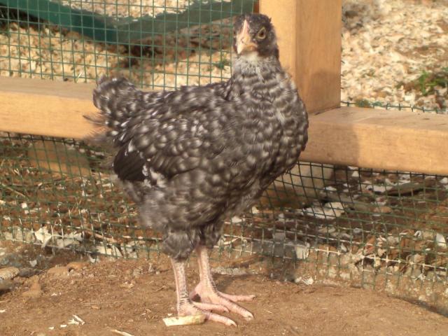 23722_free_range_054.jpg